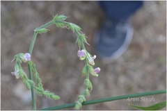 Justicia wynaadensis